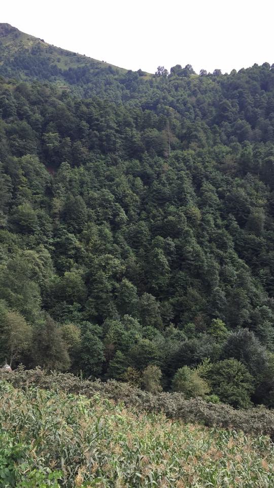 Tonya Kozluca Köyü Resimleri 13