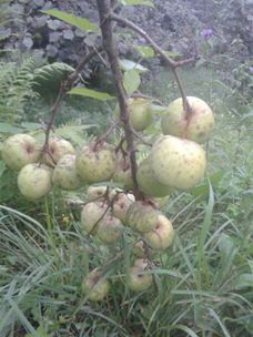 Tonya Kozluca Köyü Resimleri 7