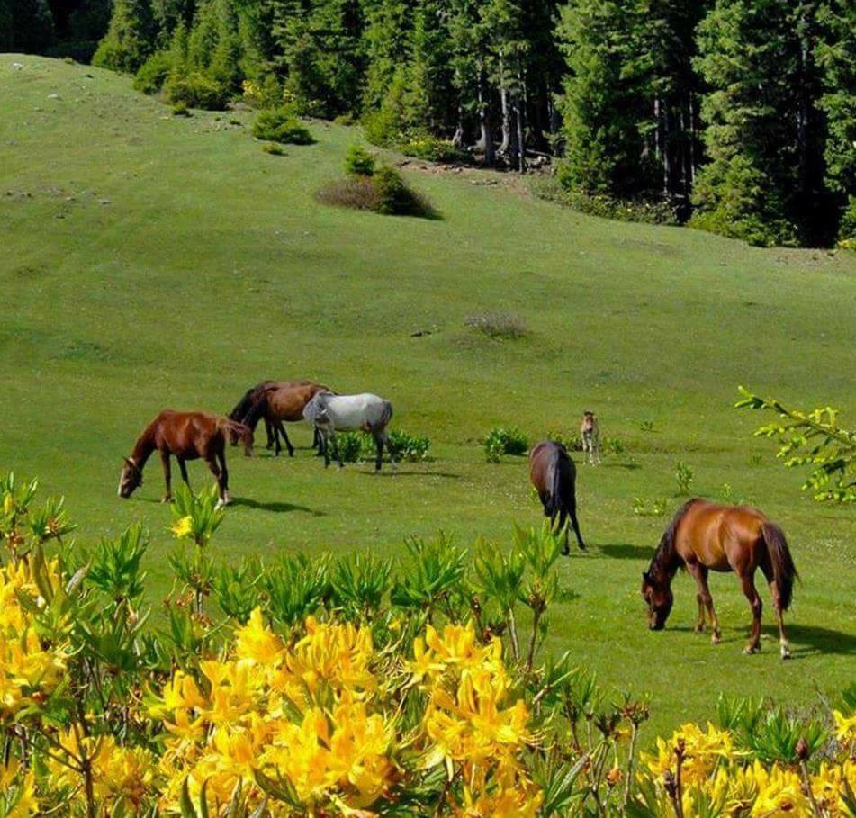Bafra Hıdırellez  Köyü Resimleri 4