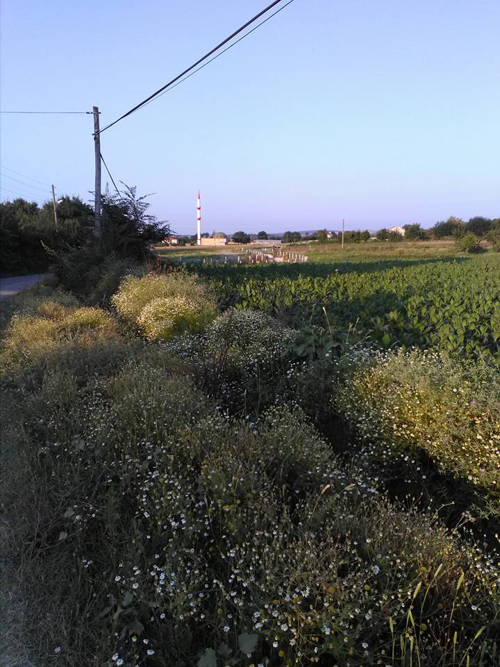 Bafra Hüseyinbeyli Köyü Resimleri 2