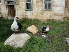 Bayburt Kıratlı Köyü Resimleri 6