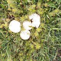 Bayburt Kitre Köyü Resimleri 7