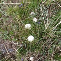 Bayburt Kitre Köyü Resimleri 8