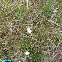 Bayburt Kitre Köyü Resimleri 9