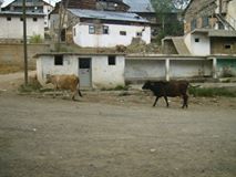 Bayburt Koçbayır Köyü Resimleri 3