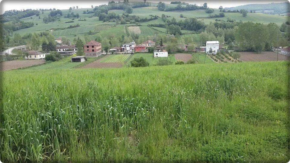 Bafra Kamberli Köyü Resimleri 8