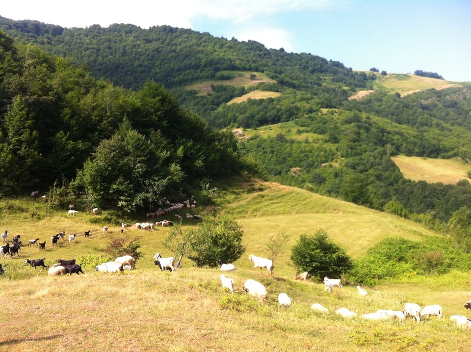 Bafra Kapıkaya Köyü Resimleri 2