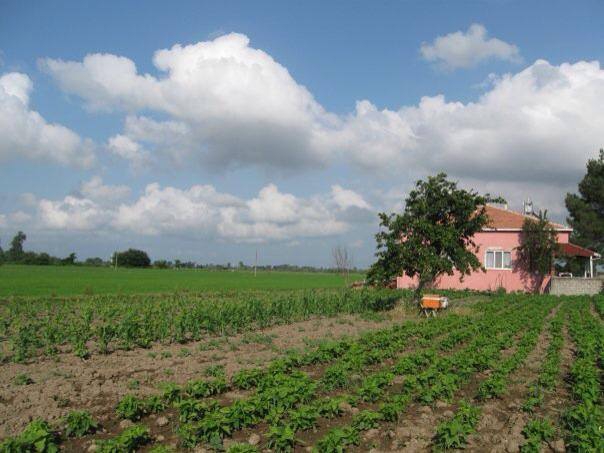 Bafra Karpuzlu Köyü Resimleri 5