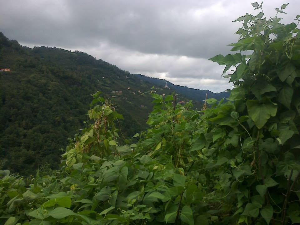 Tonya Sağrı Köyü Resimleri 8