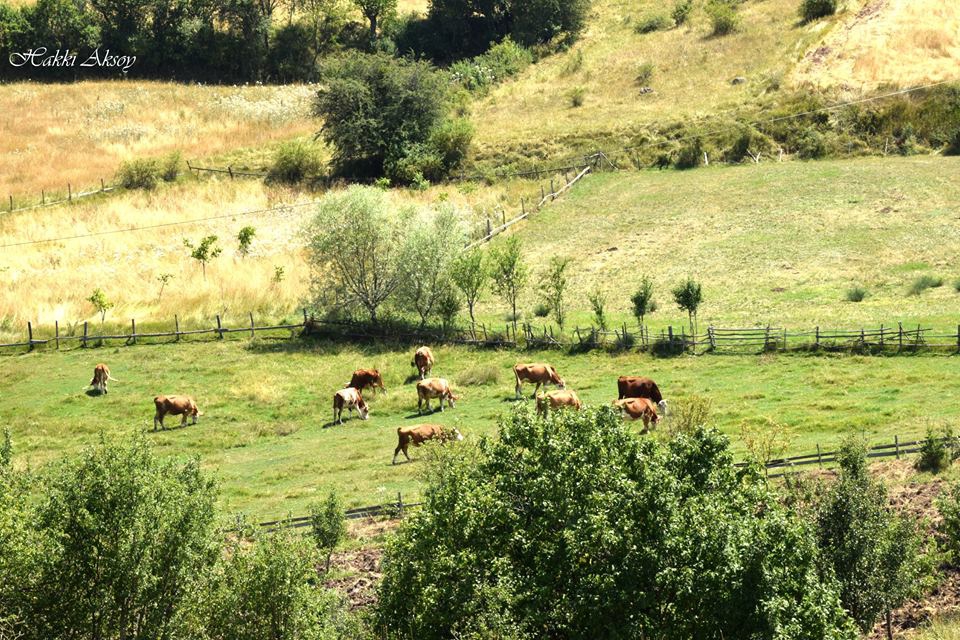 Kastamonu Ballık Köyü Resimleri 2