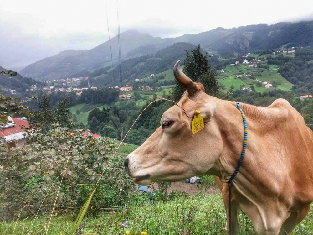 Tonya Sayraç Köyü Resimleri 41