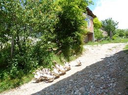 Kastamonu Bozoğlak Köyü Resimleri 1