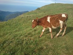 Tonya Turalı Köyü Resimleri 10