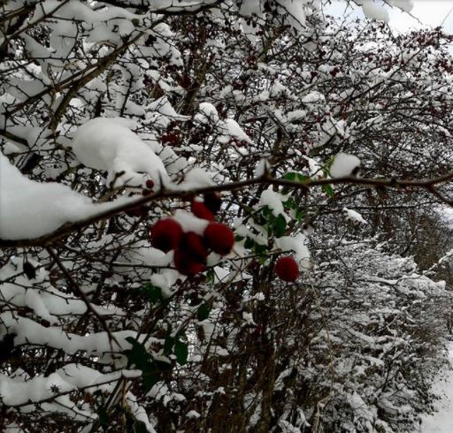 Tonya Turalı Köyü Resimleri 17