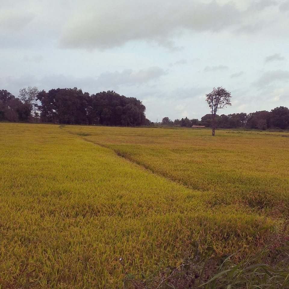 Bafra Koşu Köyü Resimleri 1