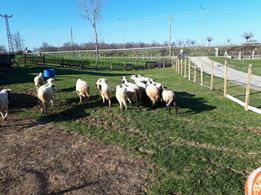 Bafra Lengerli Köyü Resimleri 5