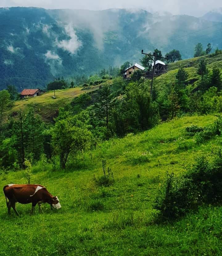 Kastamonu Cambaz Köyü Resimleri 1