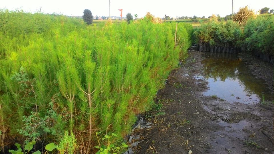 Bafra Uluağaç Köyü Resimleri 2