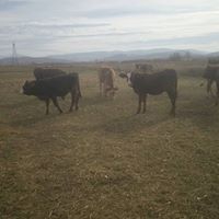 Bayburt Oruçbeyli Köyü Resimleri 3