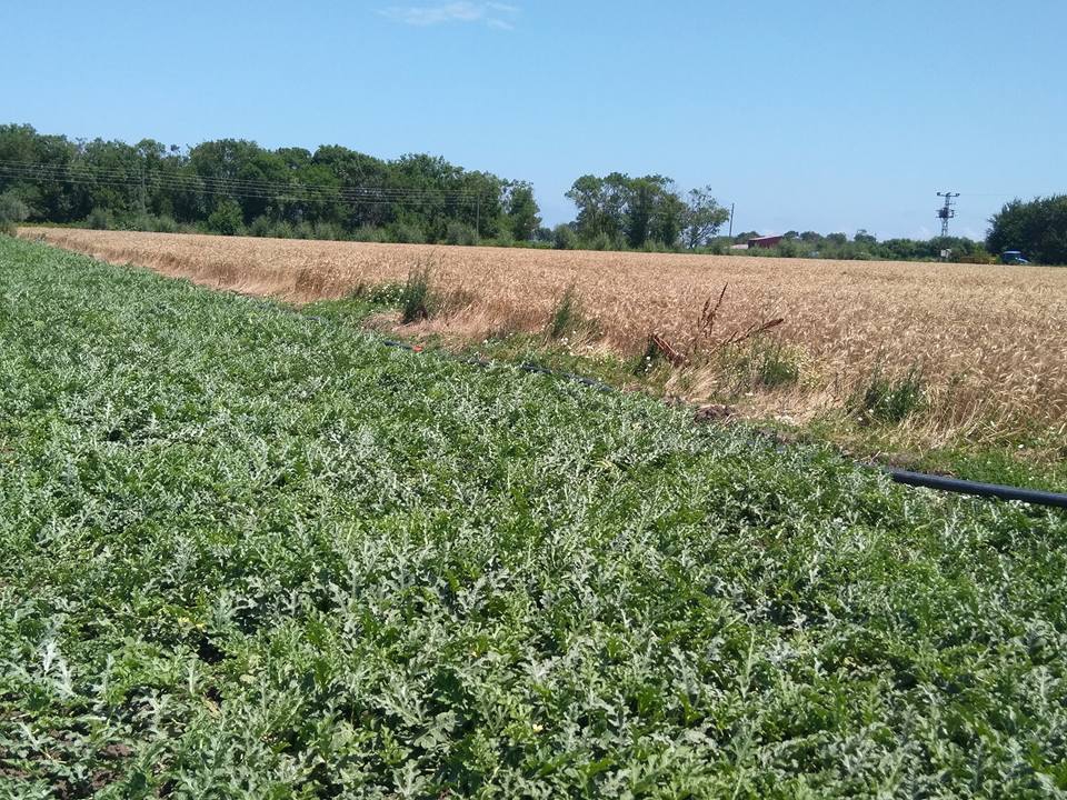Bafra Yeşilyazı Köyü Resimleri 2