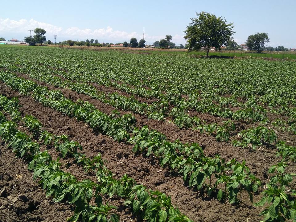 Bafra Yeşilyazı Köyü Resimleri 4