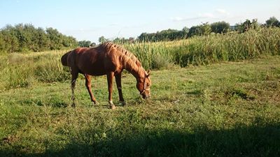 Bafra Yeşilyazı Köyü Resimleri 6