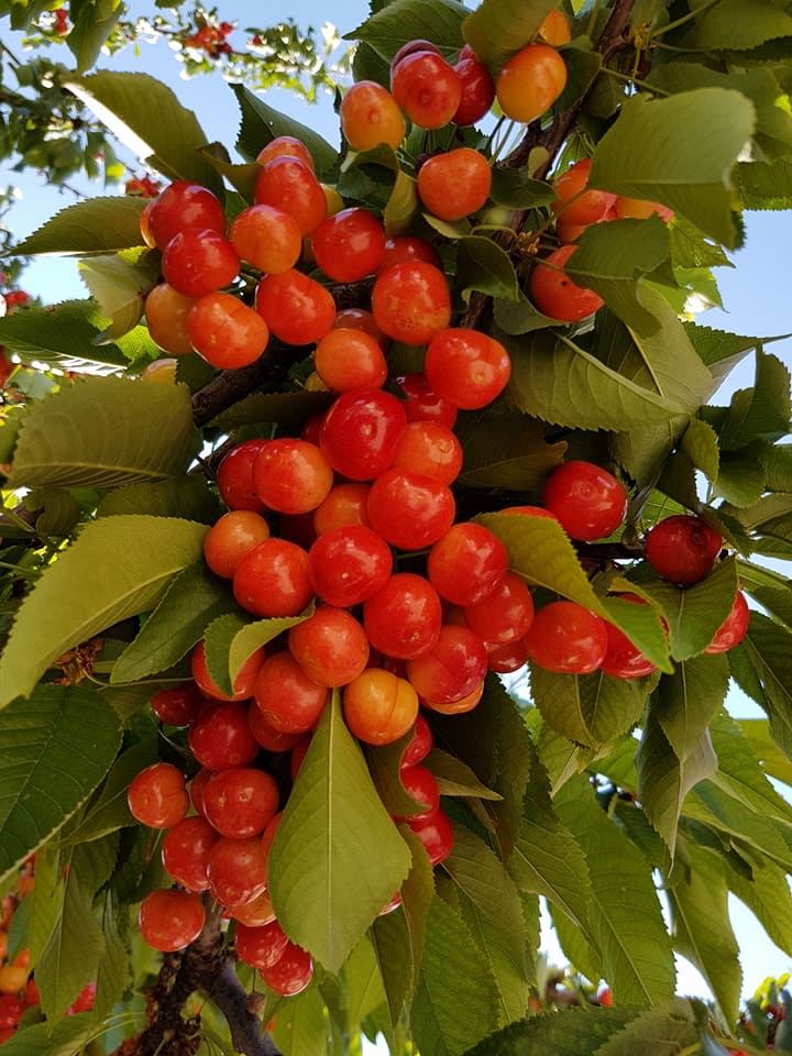 Akıncılar Elibüyük Köyü Resimleri 1