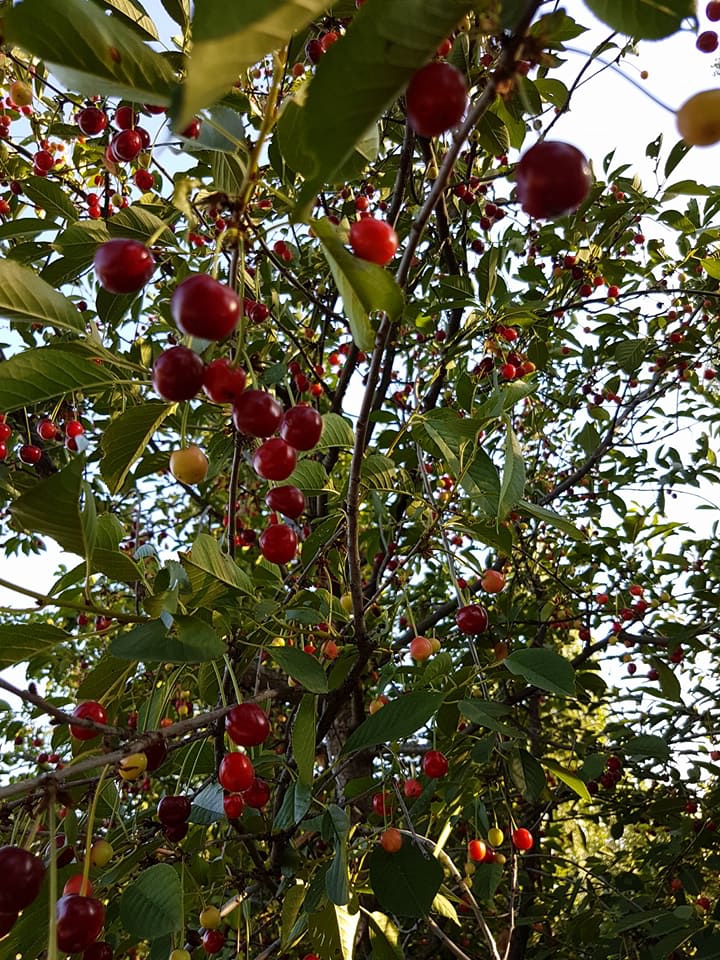 Akıncılar Elibüyük Köyü Resimleri 16