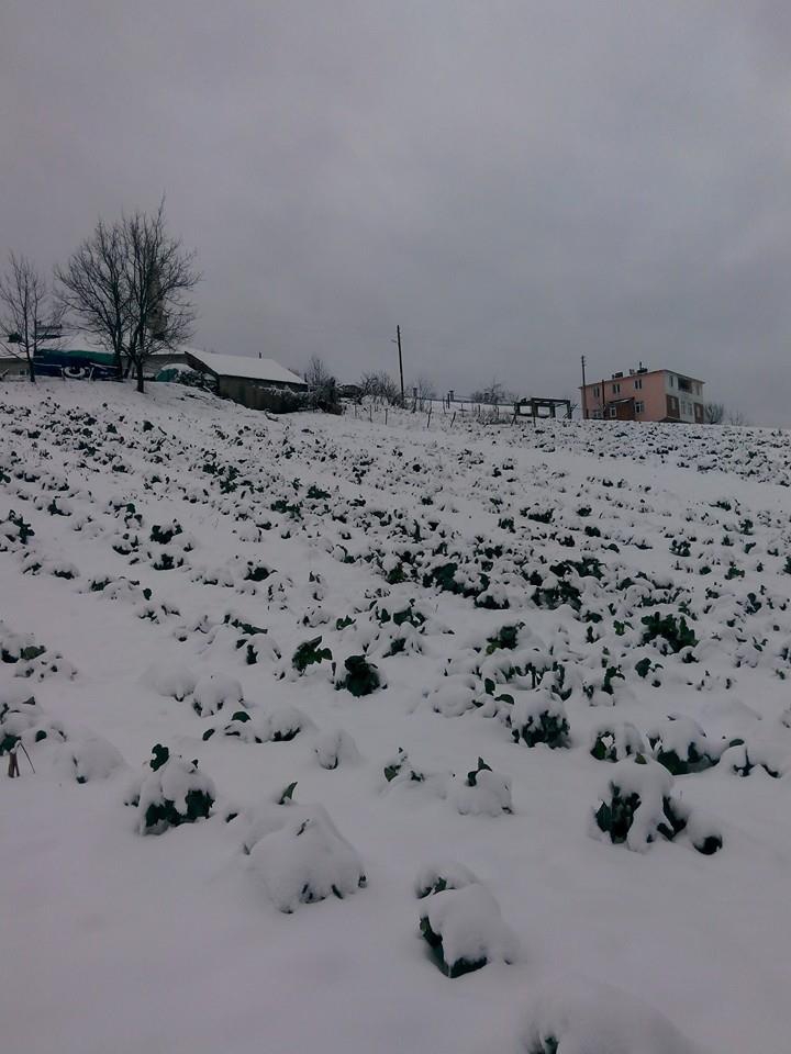 Canik Alibeyli Köyü Resimleri 2