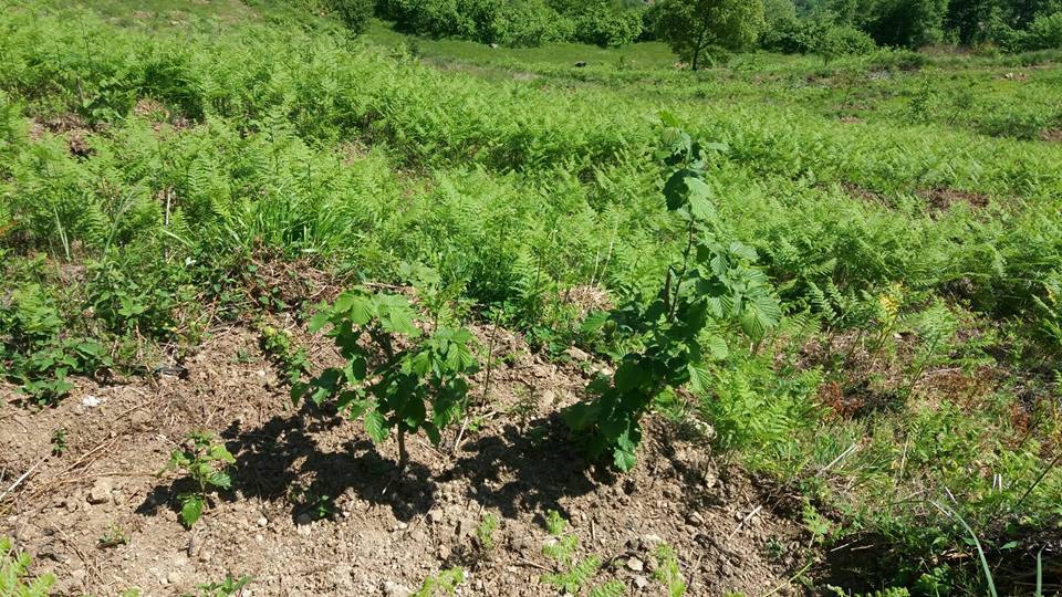 Canik Alibeyli Köyü Resimleri 4