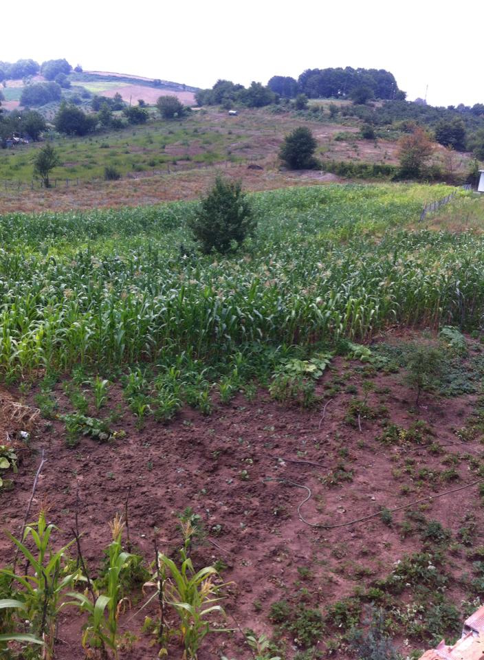 Canik Alibeyli Köyü Resimleri 5