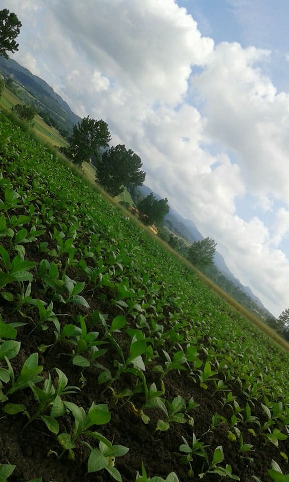 Canik Avluca Köyü Resimleri 5