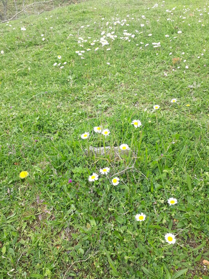 Canik Çağlayan Köyü Resimleri 15