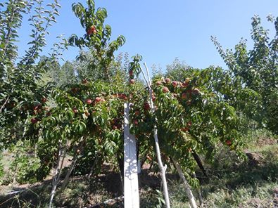 Akıncılar Eskibağ Köyü Resimleri 10