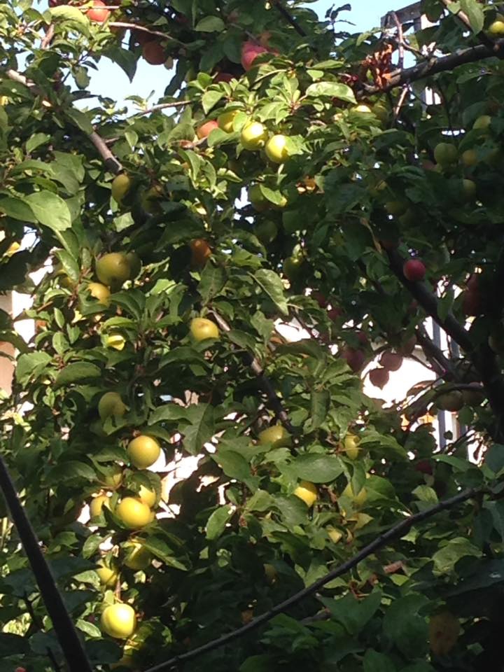 Akıncılar Eskibağ Köyü Resimleri 12