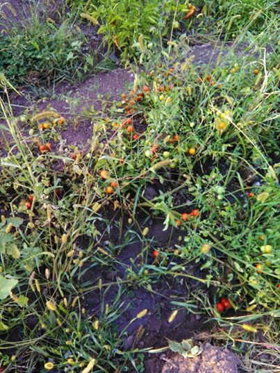 Akıncılar Eskibağ Köyü Resimleri 13