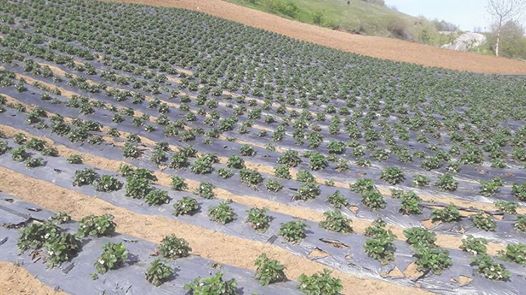 Canik Gökçepınar Köyü Resimleri 12