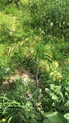 Canik Gökçepınar Köyü Resimleri 14