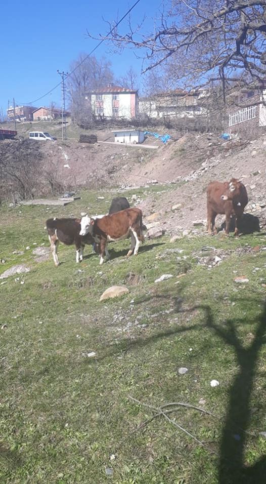 Canik Gökçepınar Köyü Resimleri 15