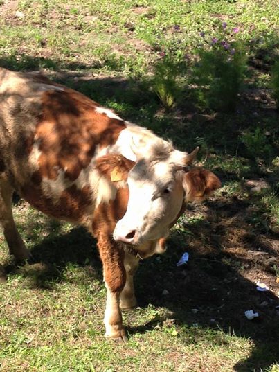 Akıncılar Göllüce Köyü Resimleri 10