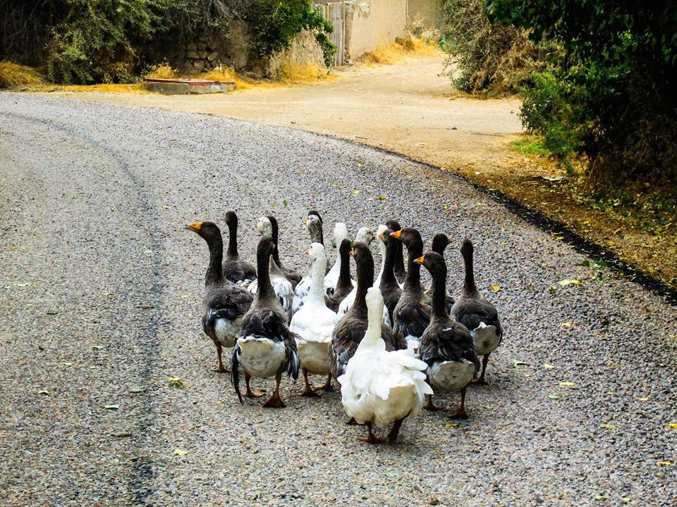 Elbistan Ağlıca Köyü Resimleri 10