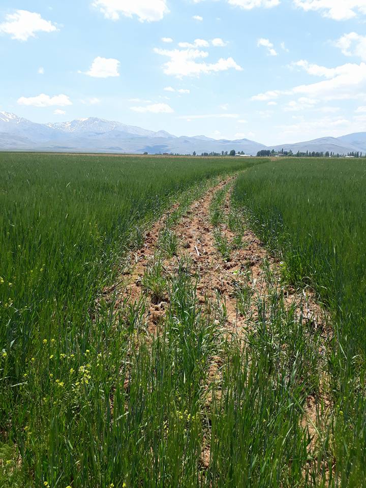 Elbistan Akbayır Köyü Resimleri 14