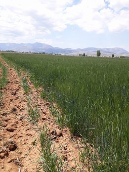 Elbistan Akbayır Köyü Resimleri 4