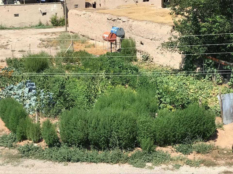 Elbistan Alembey Köyü Resimleri 2