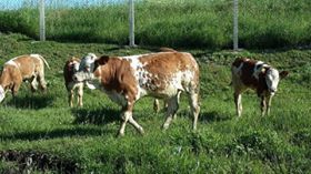 Bayburt Sancaktepe Köyü Resimleri 3