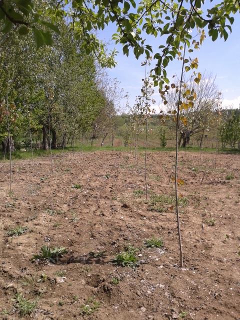 Kastamonu Hacıköy Köyü Resimleri 4