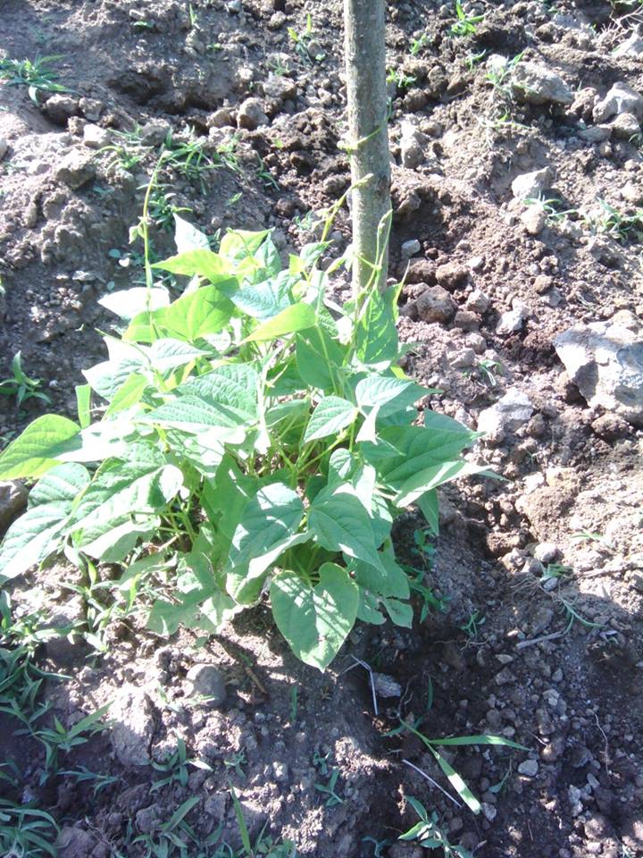 Canik Gürgenyatak Köyü Resimleri 10