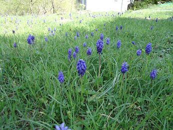 Canik Kaleboğazı Köyü Resimleri 2