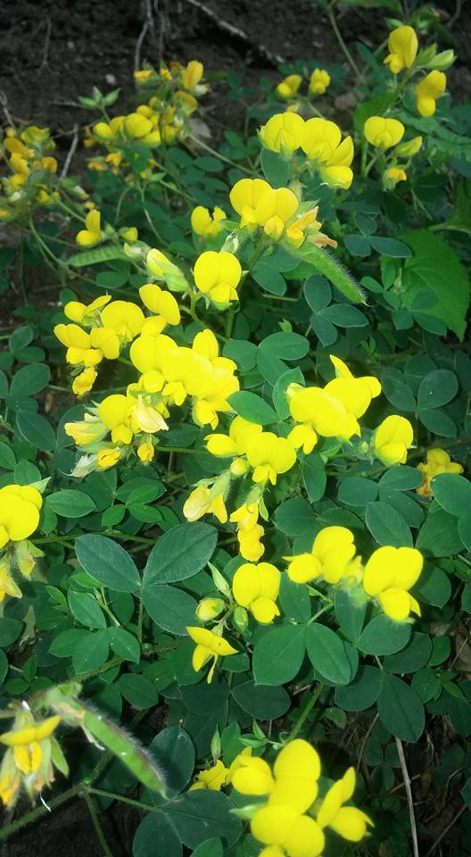 Canik Kaşyayla Köyü Resimleri 3