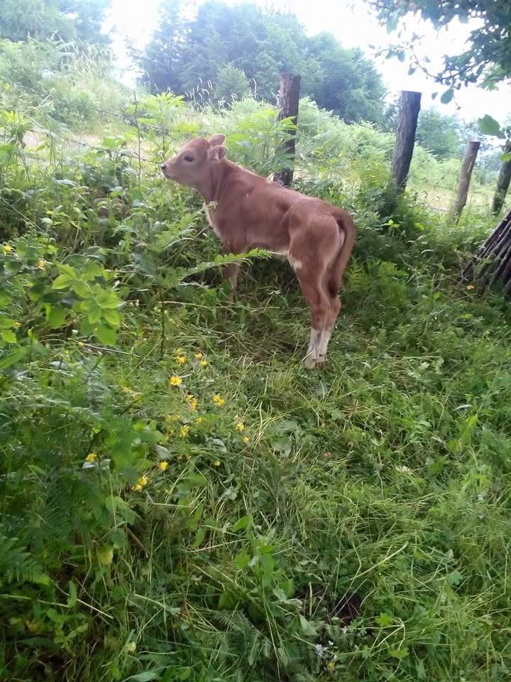 Canik Kaşyayla Köyü Resimleri 4